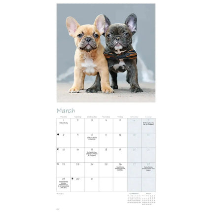 CarouselCalendars Franse Bulldog Kalender 2027 Mini