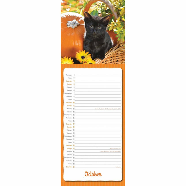CarouselCalendars Greg Cuddiford, Kittens Kalender 2026 Slimline