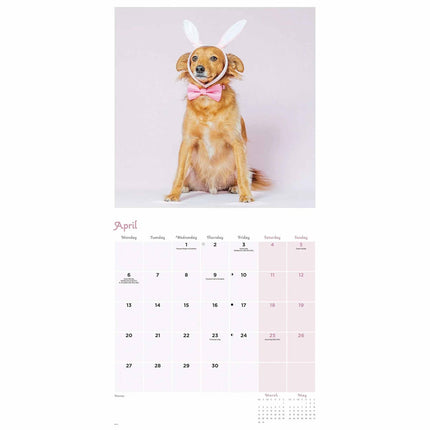 CarouselCalendars Honden Vermomming Kalender 2026