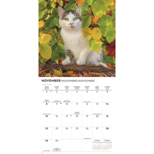 CarouselCalendars Katten Liefde Kalender 2026