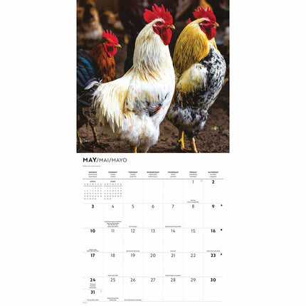 CarouselCalendars Kippen Kalender 2026