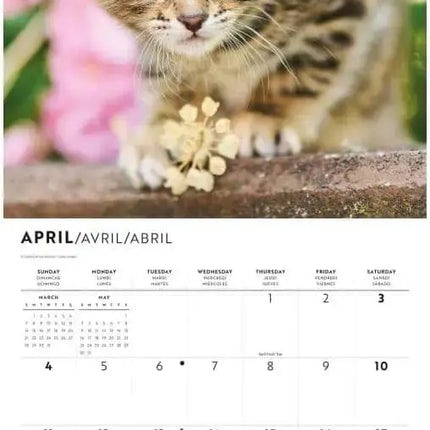 CarouselCalendars Kittens Kalender 2027