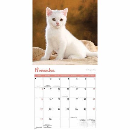 CarouselCalendars Kittens Mini Kalender 2026