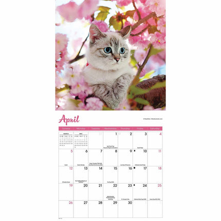 CarouselCalendars Kittens Mini Kalender 2026