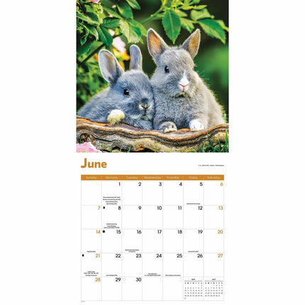 CarouselCalendars Konijnen Kalender 2026