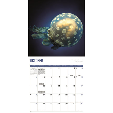 CarouselCalendars Kwallen Kalender 2026