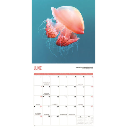 CarouselCalendars Kwallen Kalender 2026