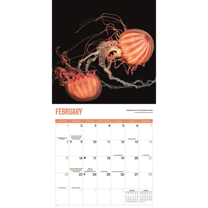 CarouselCalendars Kwallen Kalender 2026