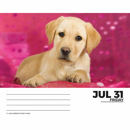 CarouselCalendars Labrador Retriever Scheurkalender 2026 Boxed
