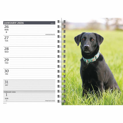 CarouselCalendars Labrador Retriever Zwart A5 Agenda 2026