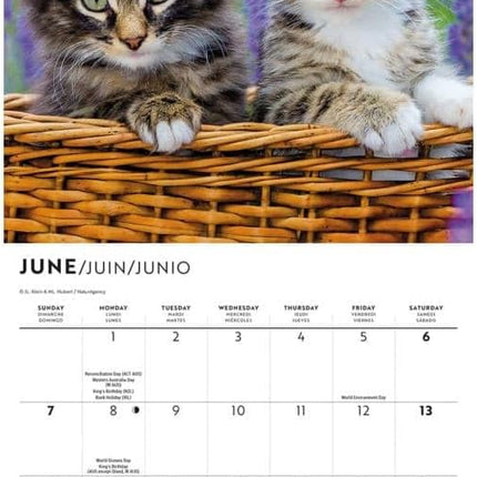 CarouselCalendars Love of Kittens Mini Kalender 2026