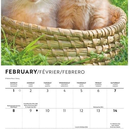 CarouselCalendars Love of Kittens Mini Kalender 2026