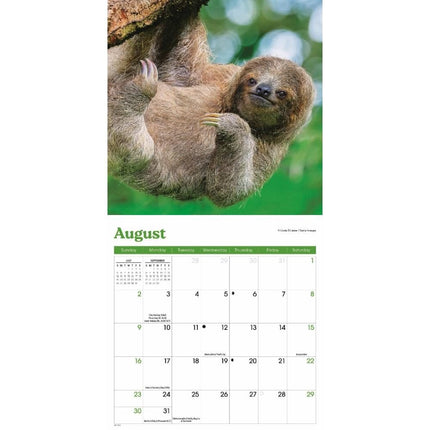 CarouselCalendars Luiaard Kalender 2026 Mini