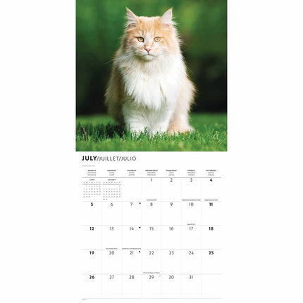 CarouselCalendars Maine Coon Kalender 2026