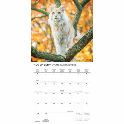 CarouselCalendars Maine Coon Kalender 2026