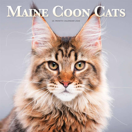 CarouselCalendars Maine Coon Kalender 2026
