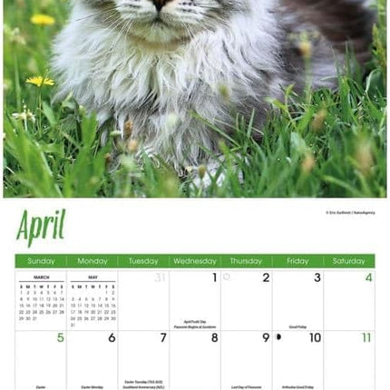 CarouselCalendars Maine Coon Kalender 2026