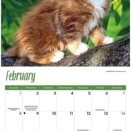 CarouselCalendars Maine Coon Kalender 2026