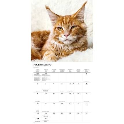 CarouselCalendars Maine Coon Kalender 2027
