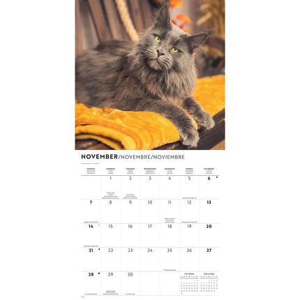 CarouselCalendars Maine Coon Kalender 2027