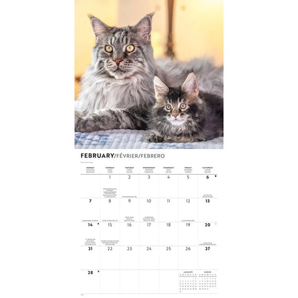 CarouselCalendars Maine Coon Kalender 2027
