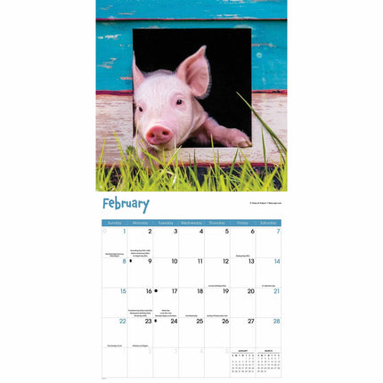 CarouselCalendars Mini Varkens Kalender 2026