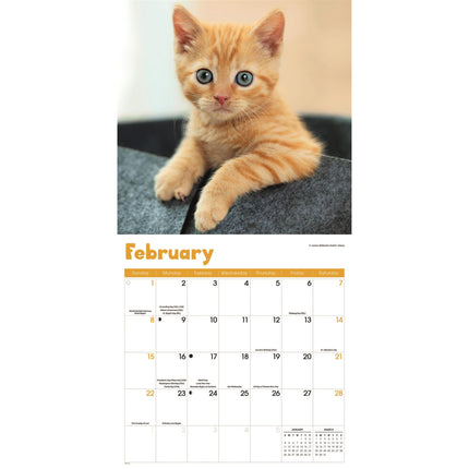 CarouselCalendars Nieuwsgierige Kittens Kalender 2026