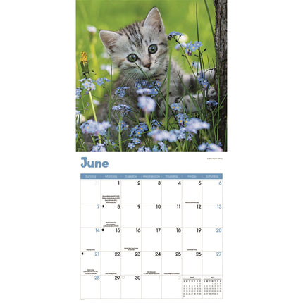 CarouselCalendars Nieuwsgierige Kittens Kalender 2026