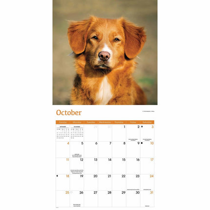 CarouselCalendars Nova Scotia Duck Tolling Retriever Kalender 2026