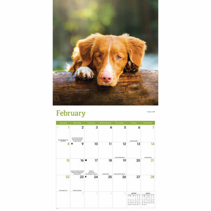CarouselCalendars Nova Scotia Duck Tolling Retriever Kalender 2026