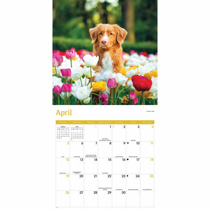 CarouselCalendars Nova Scotia Duck Tolling Retriever Kalender 2026