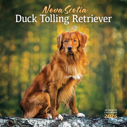 CarouselCalendars Nova Scotia Duck Tolling Retriever Kalender 2026