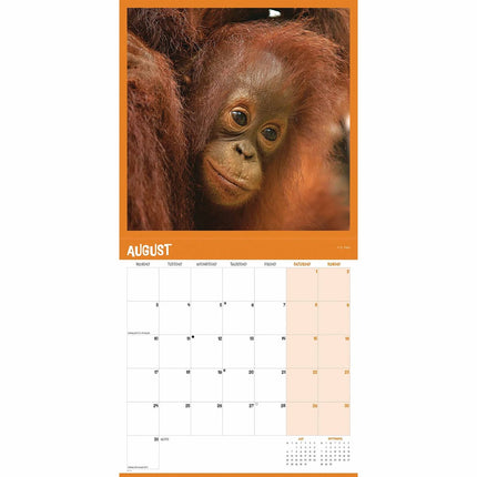 CarouselCalendars Orang-oetan Kalender 2027