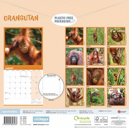 CarouselCalendars Orang-oetan Kalender 2027