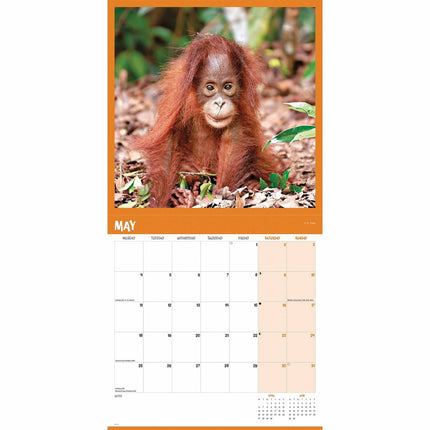 CarouselCalendars Orang-oetan Kalender 2027