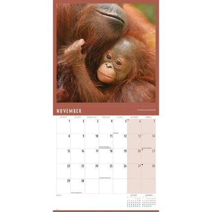 CarouselCalendars Orang-oetan Kalender 2027