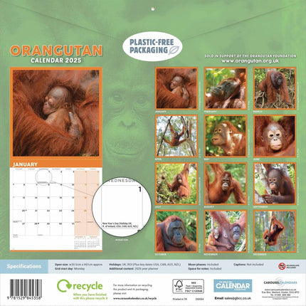 CarouselCalendars Orangutan Kalender 2025