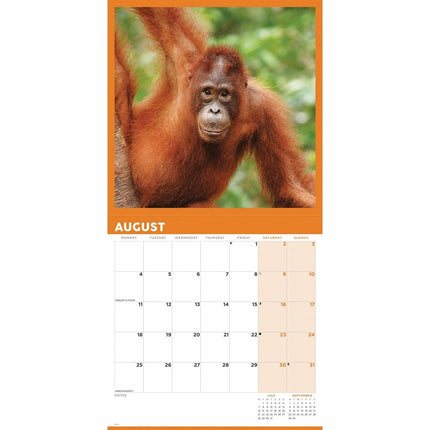 CarouselCalendars Orangutan Kalender 2025