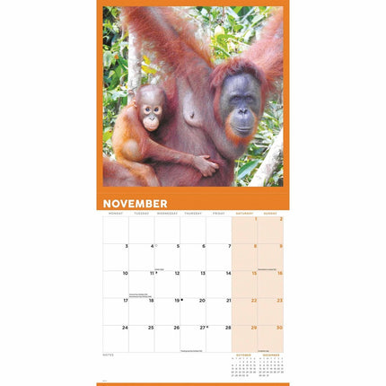 CarouselCalendars Orangutan Kalender 2025