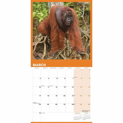 CarouselCalendars Orangutan Kalender 2025