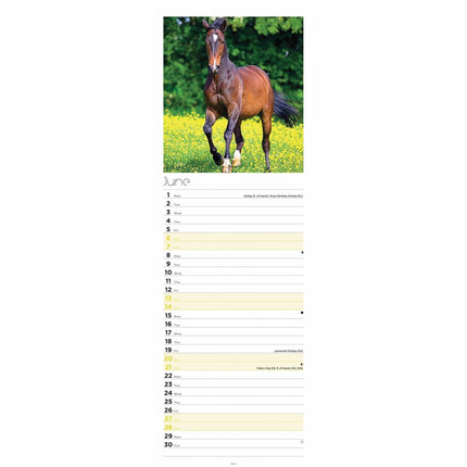 CarouselCalendars Paarden Kalender 2026 Slimline
