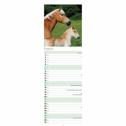 CarouselCalendars Paarden Kalender 2026 Slimline