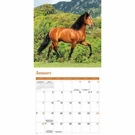 CarouselCalendars Paarden Mini Kalender 2026