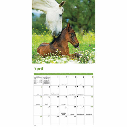 CarouselCalendars Paarden Mini Kalender 2026