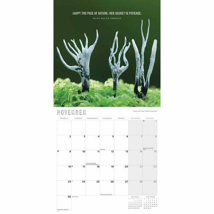 CarouselCalendars Paddenstoelen Kalender 2026