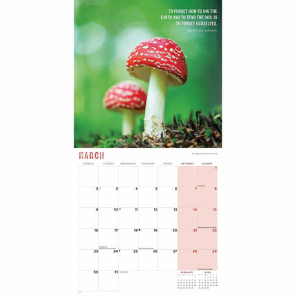 CarouselCalendars Paddenstoelen Kalender 2026