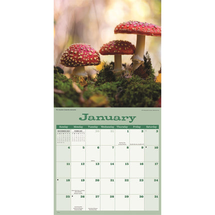 CarouselCalendars Paddenstoelen Kalender 2026