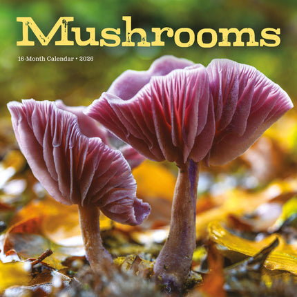 CarouselCalendars Paddenstoelen Kalender 2026