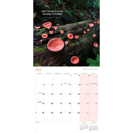 CarouselCalendars Paddenstoelen Kalender 2027