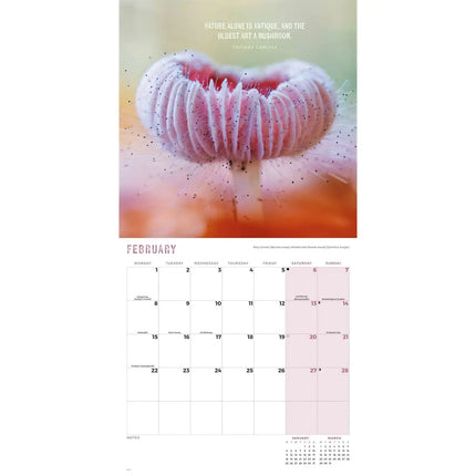 CarouselCalendars Paddenstoelen Kalender 2027